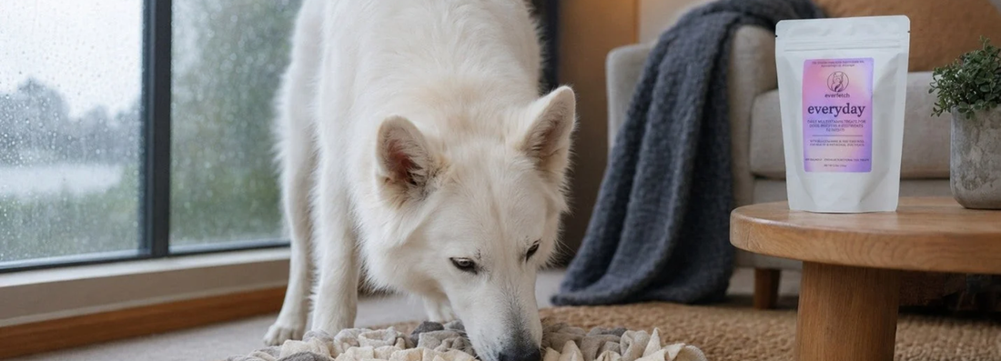 Keep Tails Wagging: Fun Winter Activities and Care Tips for Dogs