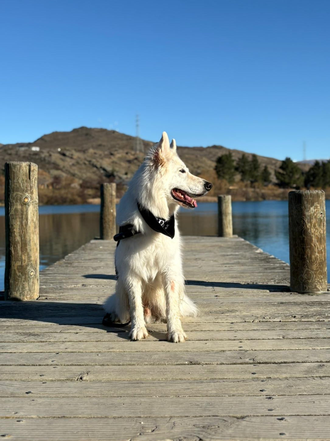 White dog on a wooden dock by a lake with mountains in the background