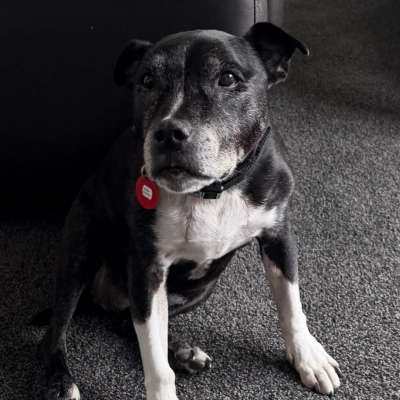 Andrea, C – Staffordshire Bull Terrier