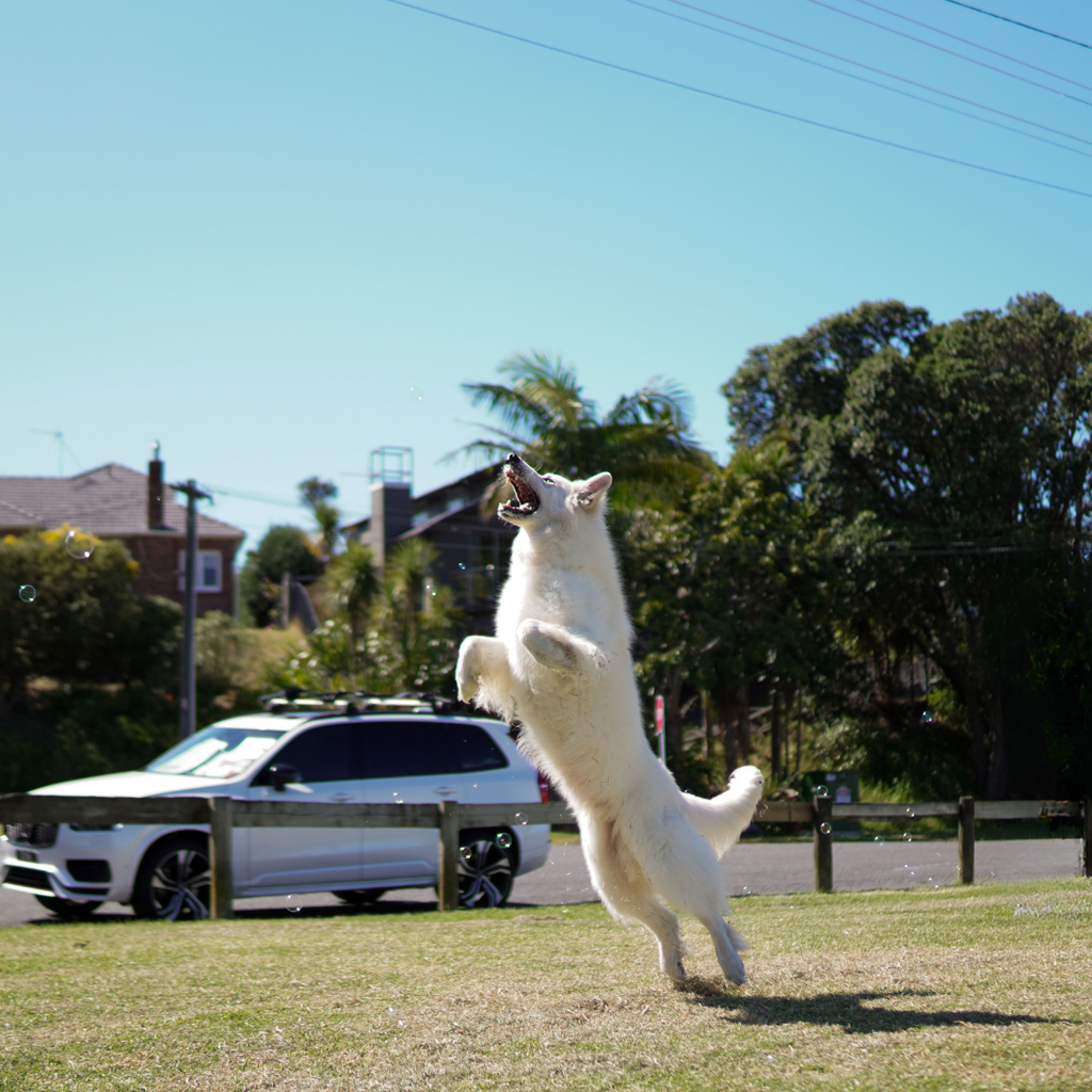 Everyday – Natural Daily Supplement for Dogs