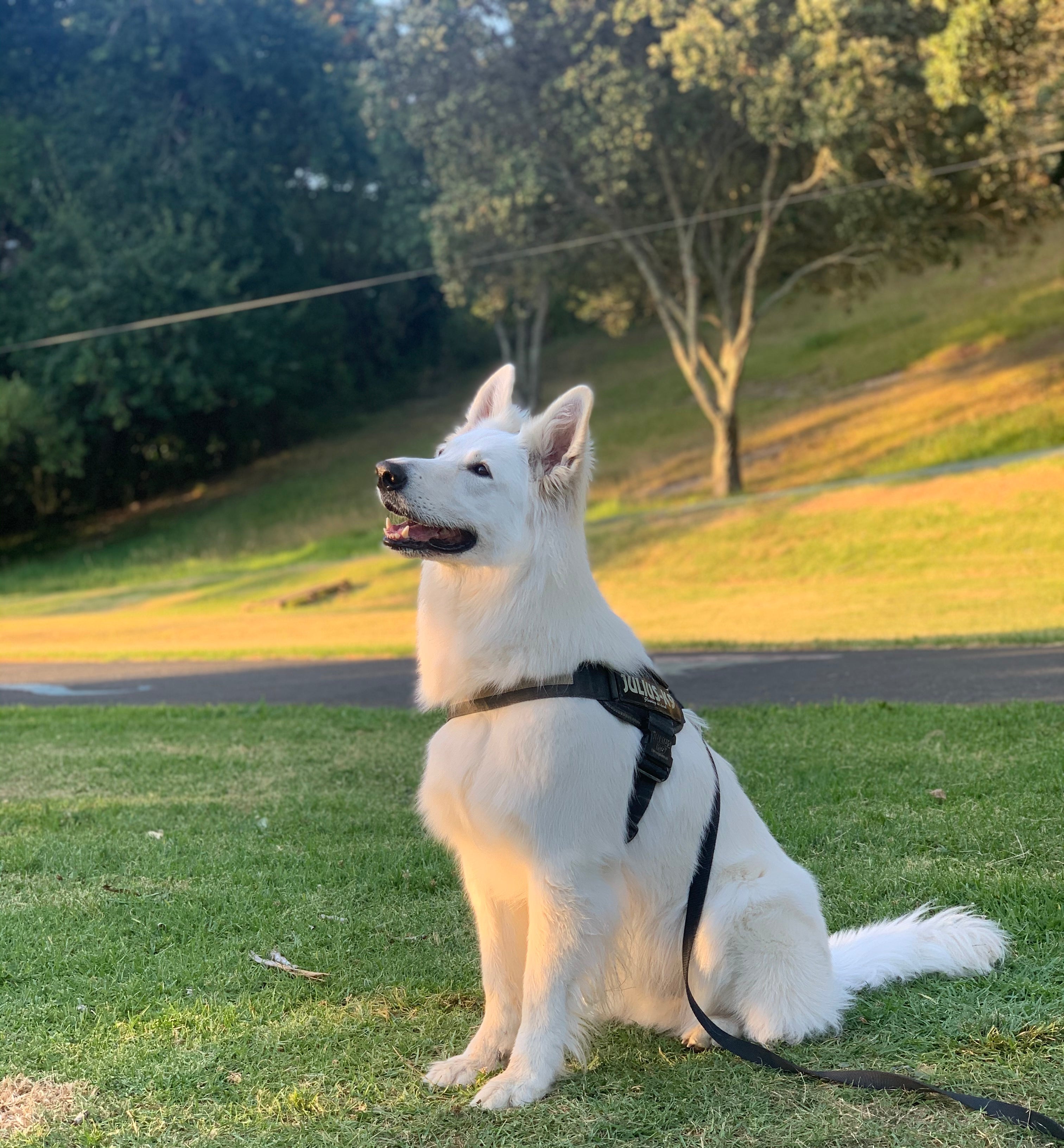 White dog sitting on grass with a park background
