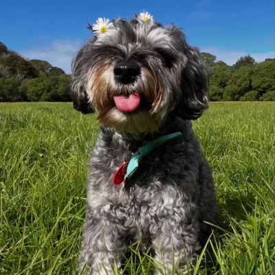 Trupti, B – Miniature Schnauzer