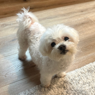 Cliff, M – Maltese