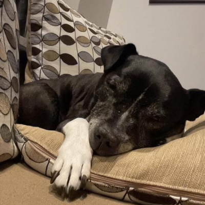 Garetch C, – Staffy